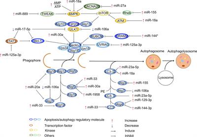 MicroRNAs as immune regulators and biomarkers in tuberculosis